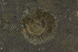 Dactylioceras Ammonite Cluster - Posidonia Shale, Germany #100255-3